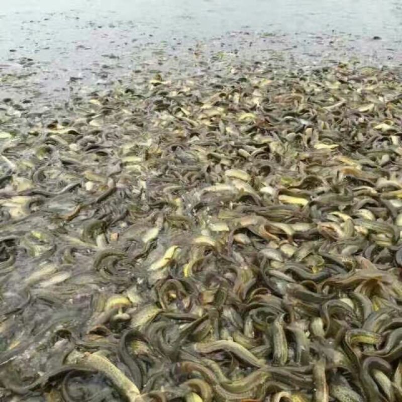 【苗场直发】泥鳅苗泥鳅水花苗泥鳅寸苗量大从优