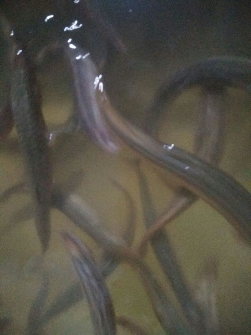 【苗场直发】泥鳅苗泥鳅水花苗泥鳅寸苗量大从优