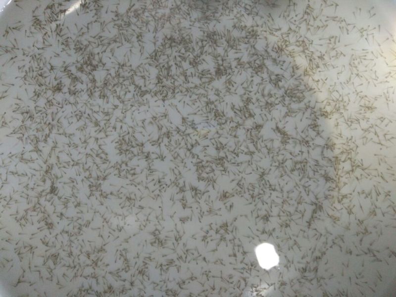 【苗场直发】泥鳅苗泥鳅水花苗泥鳅寸苗量大从优