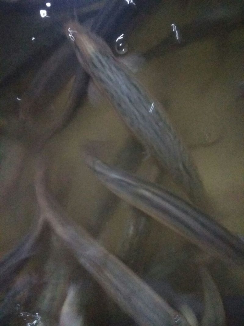 【苗场直发】泥鳅苗泥鳅水花苗泥鳅寸苗量大从优