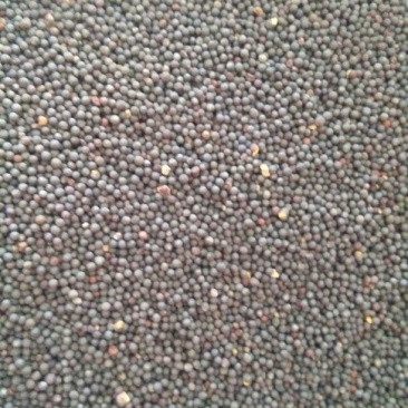 油菜籽1，非转基因纯汉中货