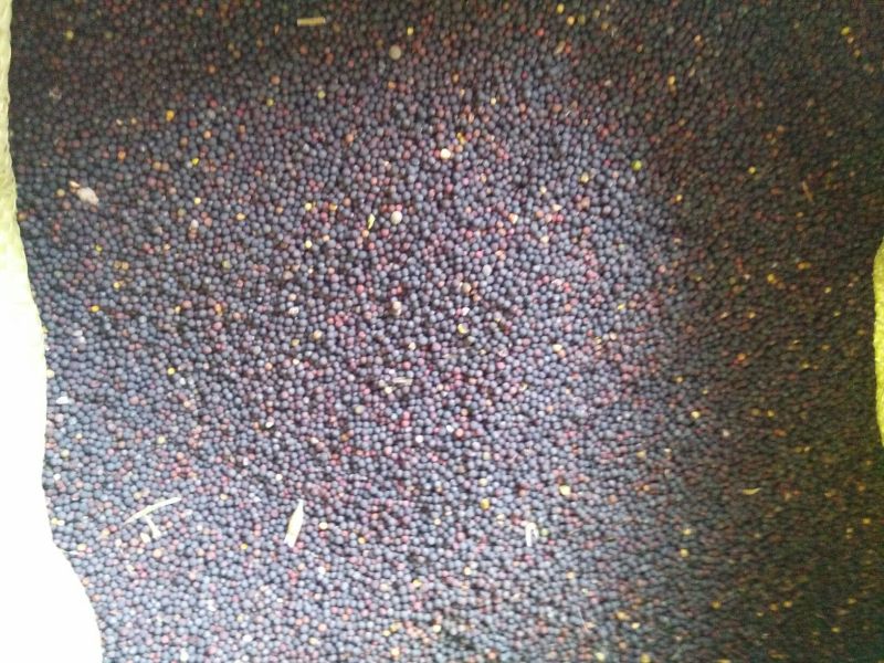 油菜籽1，非转基因纯汉中货