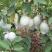 珍珠番石榴80~90mm白心