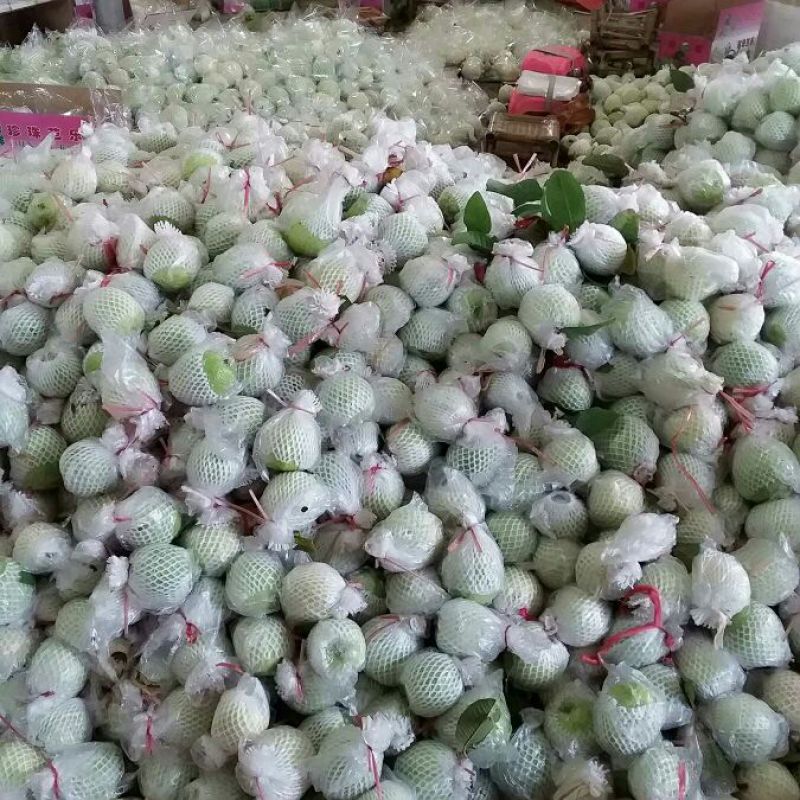 珍珠番石榴80~90mm白心