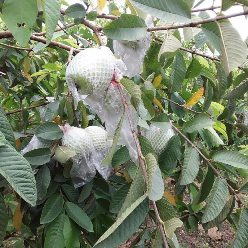 珍珠番石榴80~90mm白心
