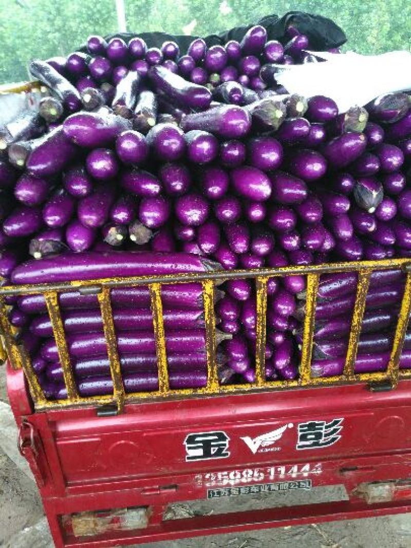 精品广茄4两以上，大价供应，对接全国