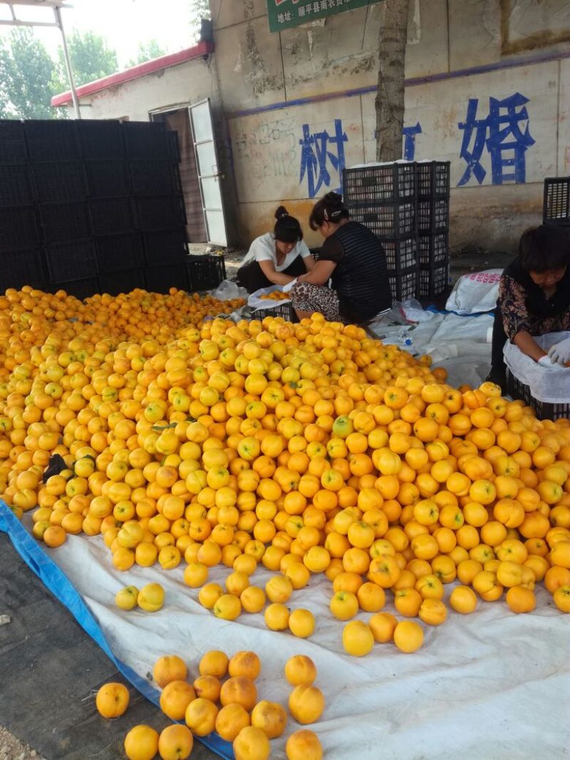 油四套袋大黄油桃