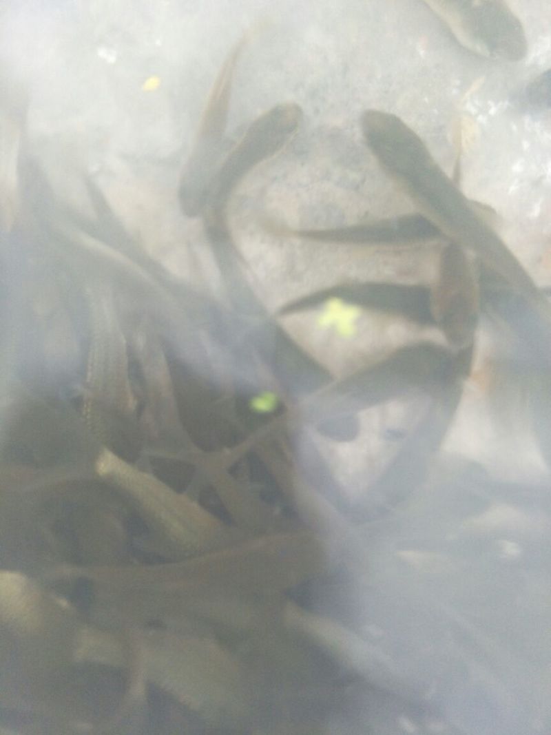 草鱼苗人工养殖5~6cm