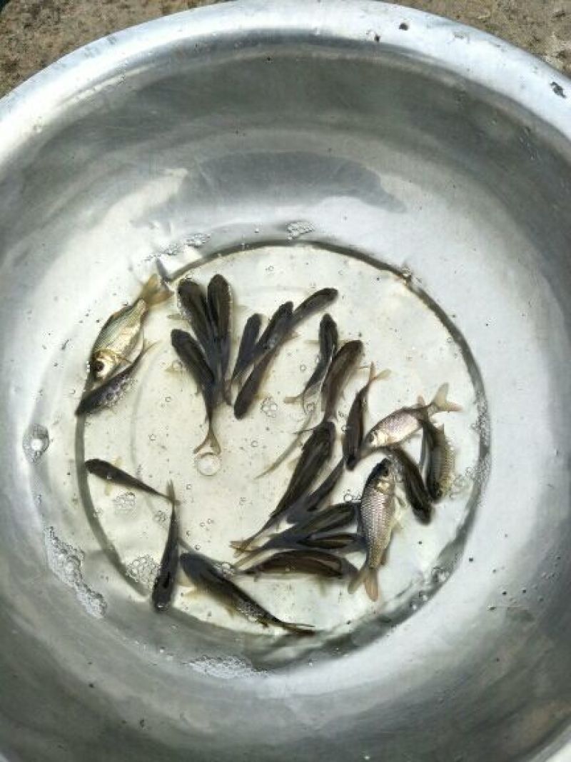 草鱼苗人工养殖5~6cm