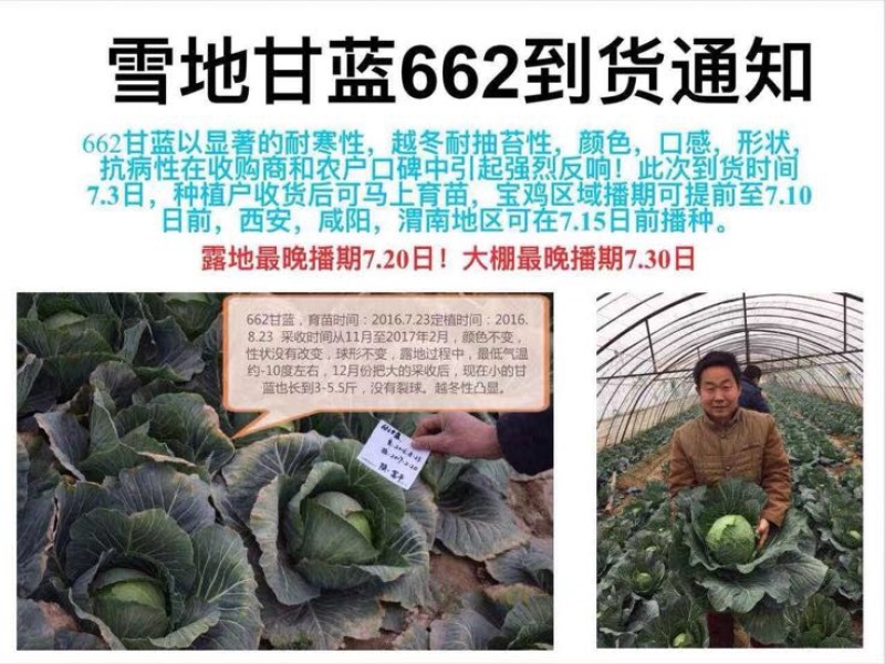 楚甘662越冬甘蓝种子