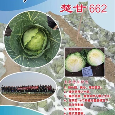 楚甘662越冬甘蓝种子