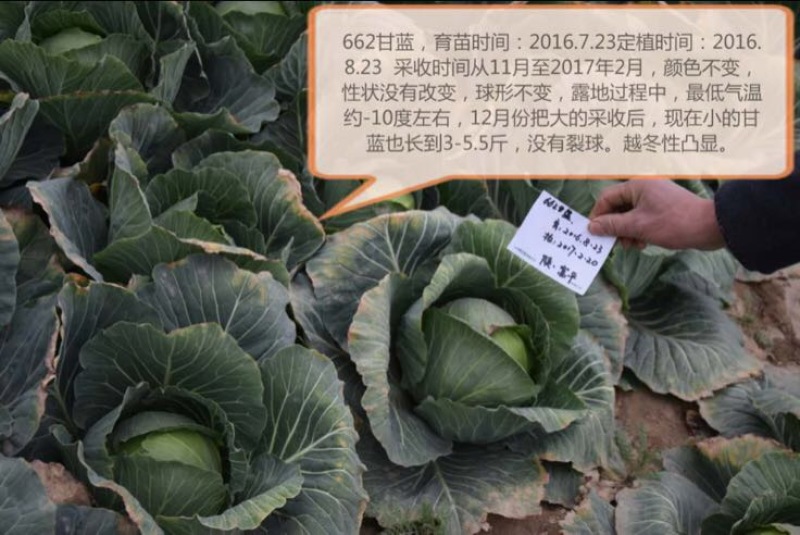 楚甘662越冬甘蓝种子