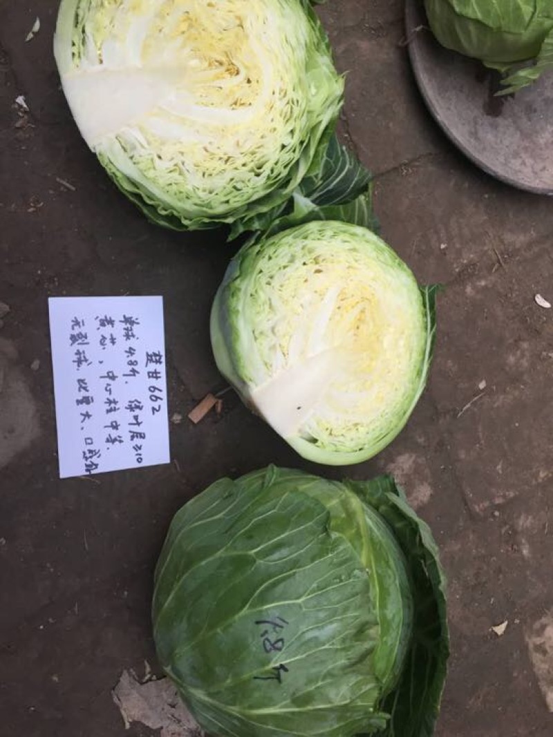 楚甘662越冬甘蓝种子