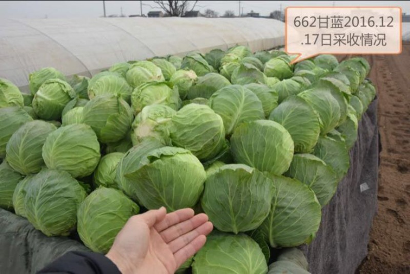 楚甘662越冬甘蓝种子