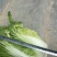 黄心菜白菜4~6斤毛菜