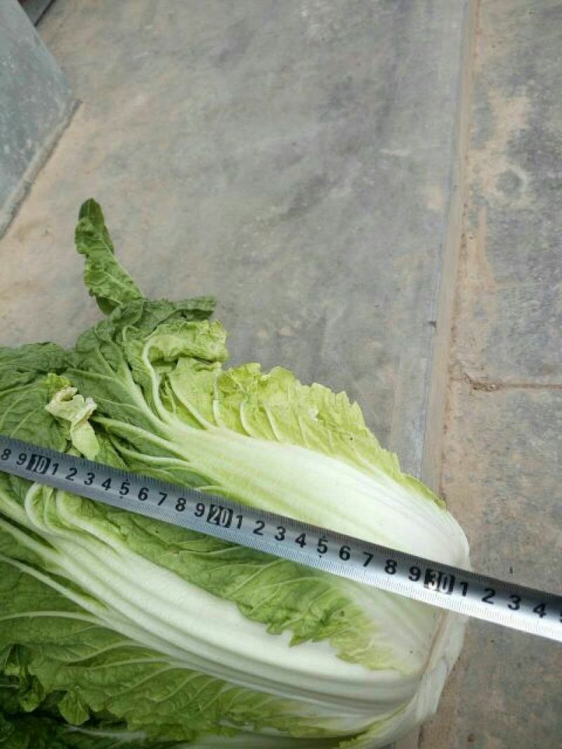 黄心菜白菜4~6斤毛菜