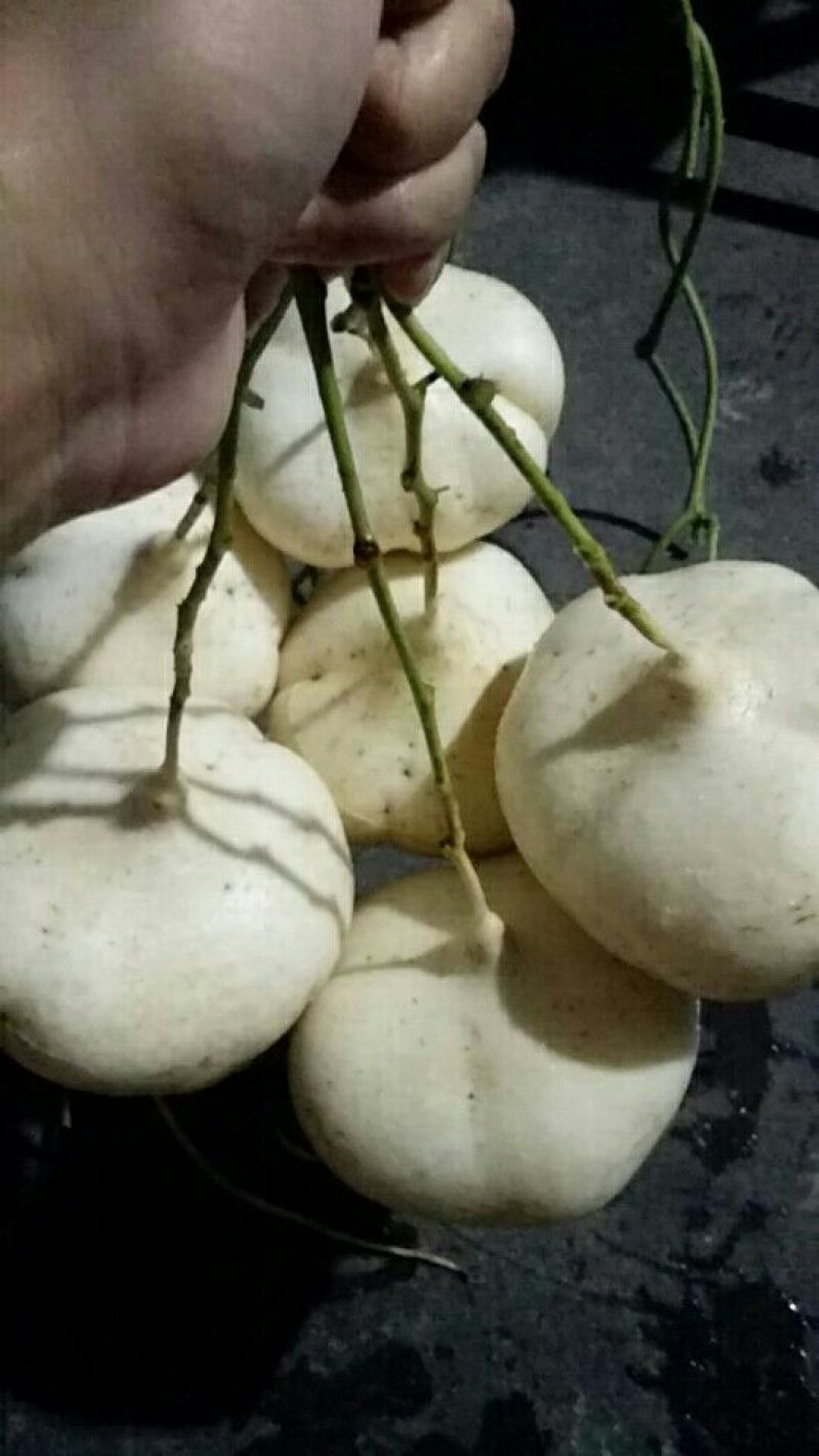 凉薯黑土种值，水份口感非常脆爽