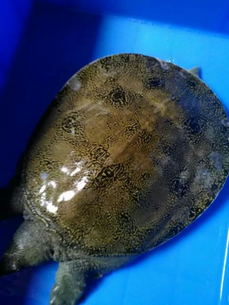 湖南生态老鳖生态甲鱼