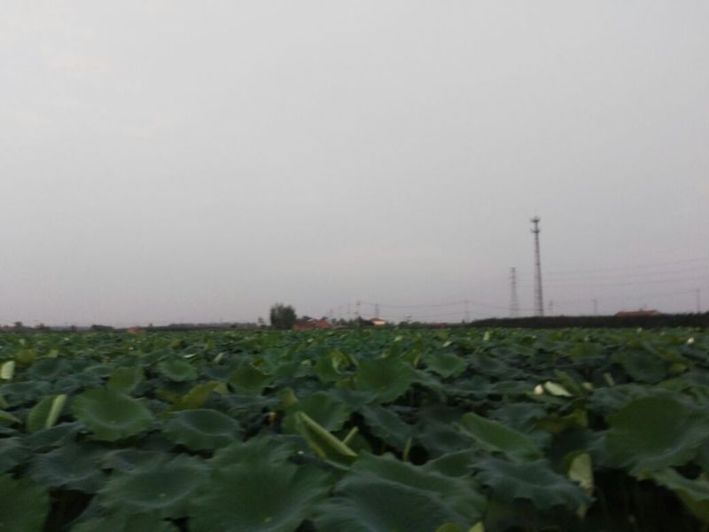 莲藕37355~7厘米10~15厘米以上