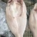 巴沙鱼