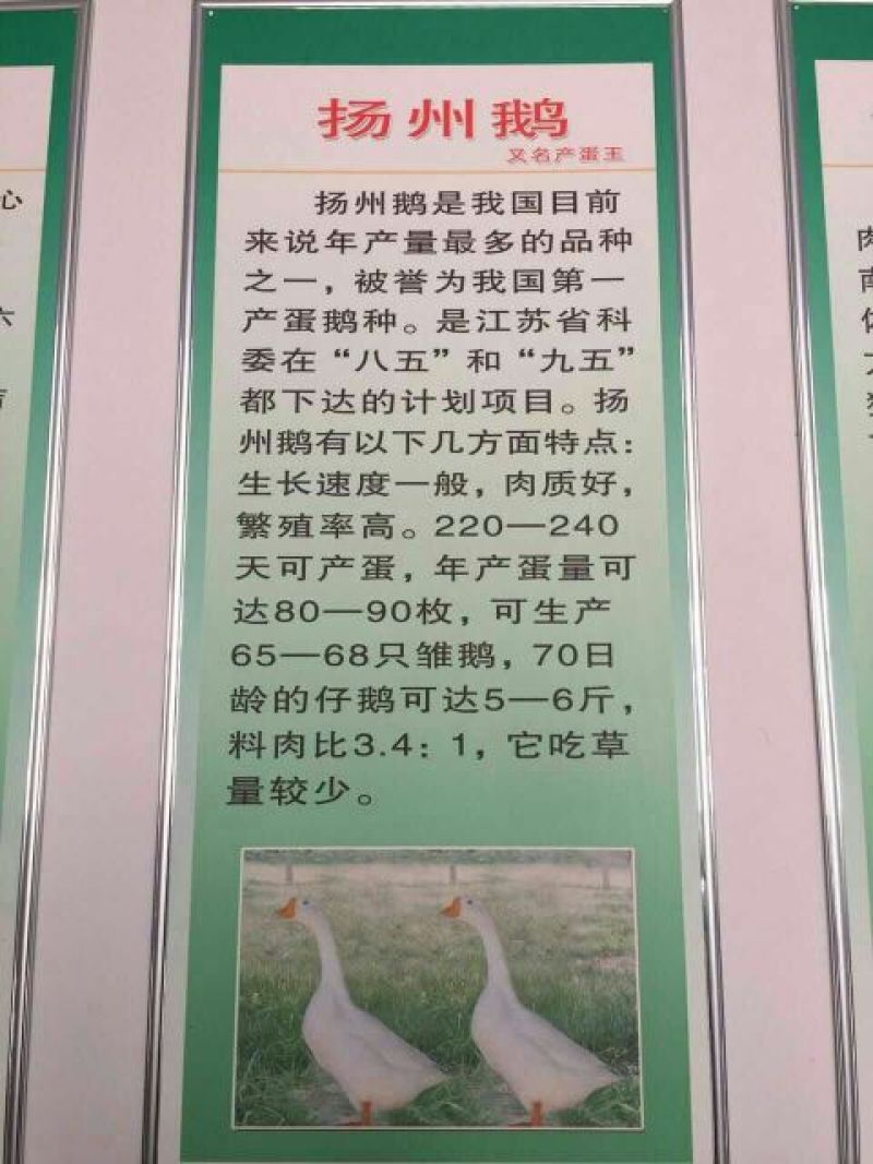 白鹅苗250g以下