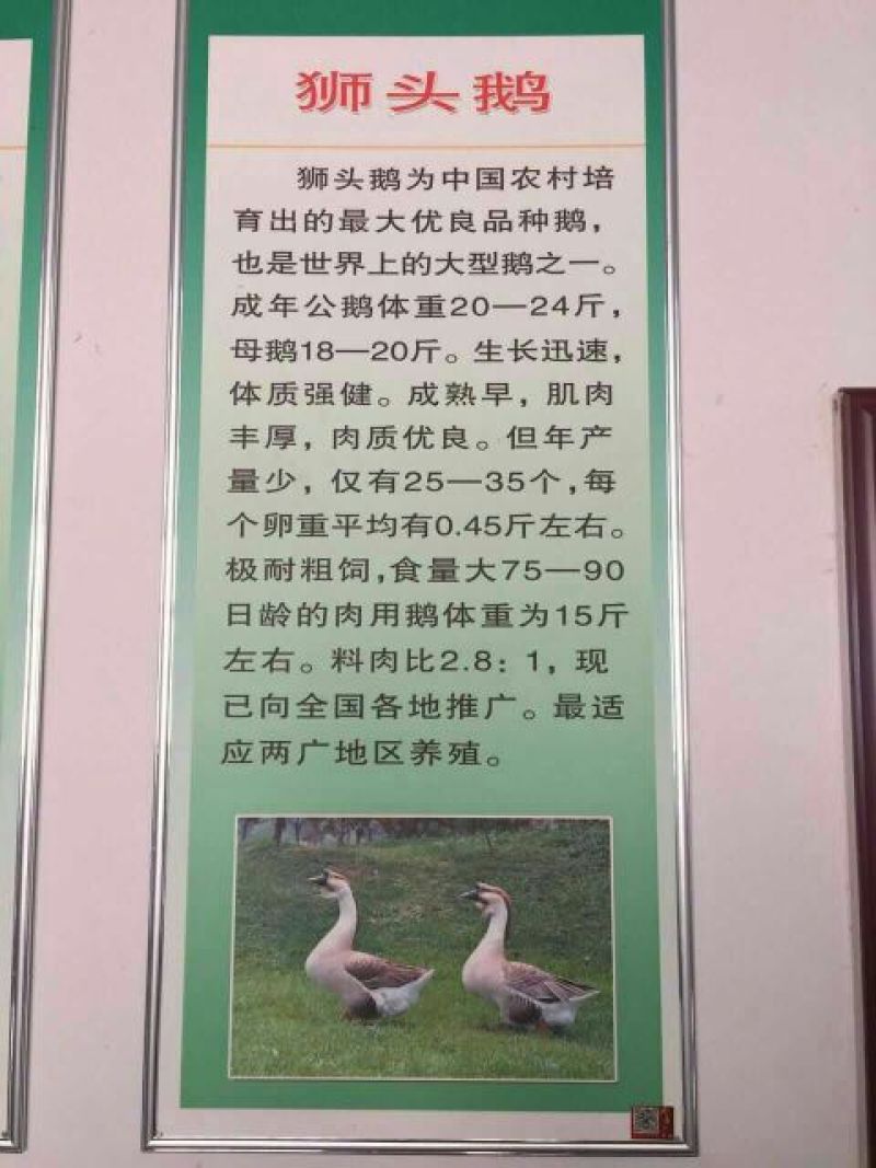白鹅苗250g以下