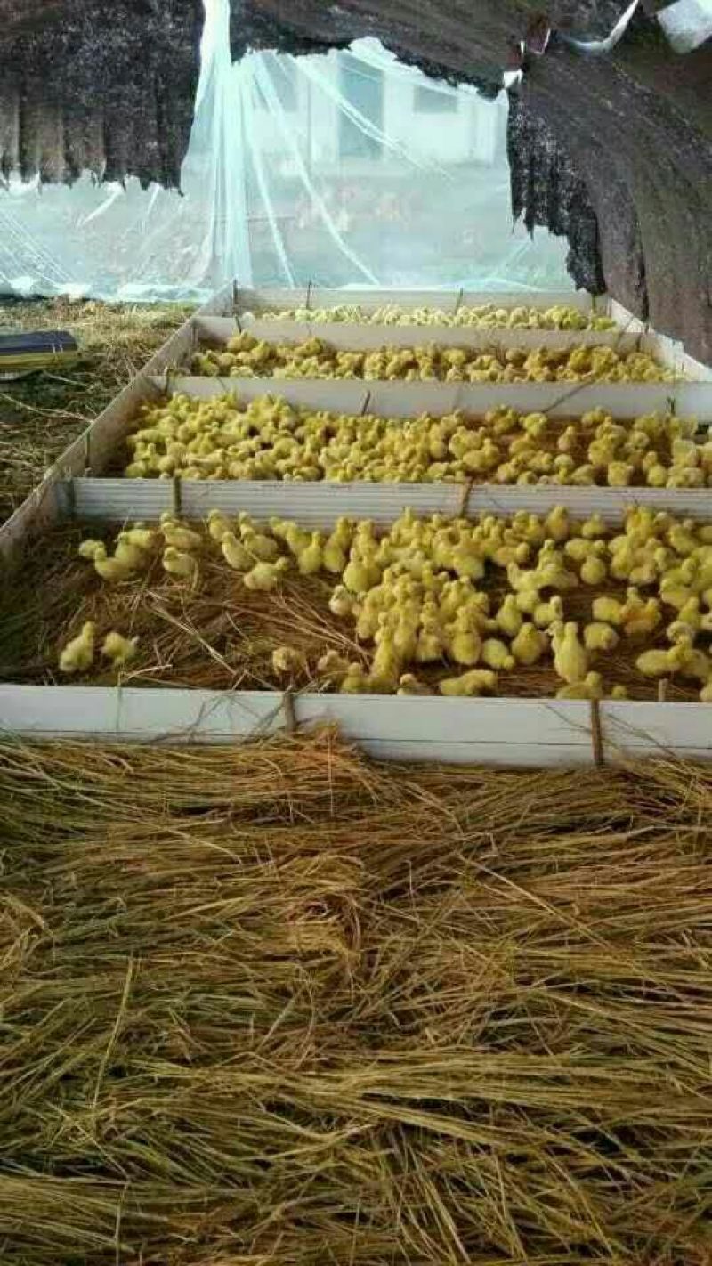 白鹅苗250g以下