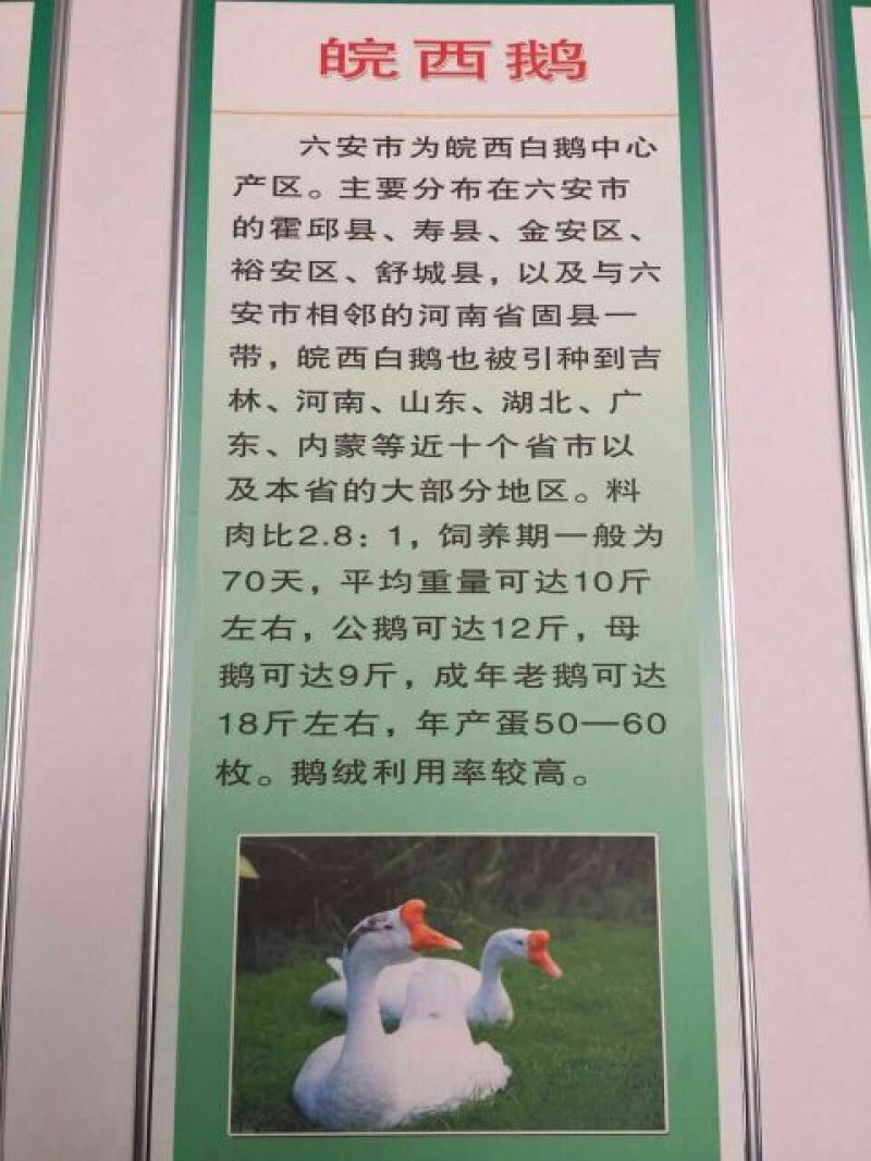 白鹅苗250g以下