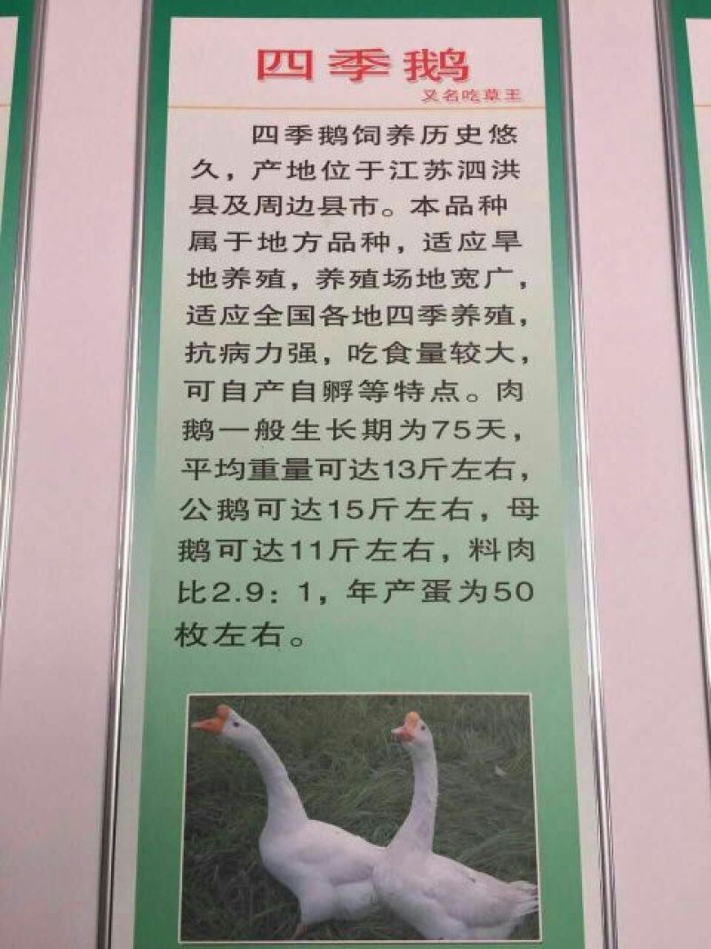 白鹅苗250g以下