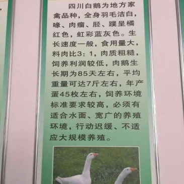 白鹅苗250g以下
