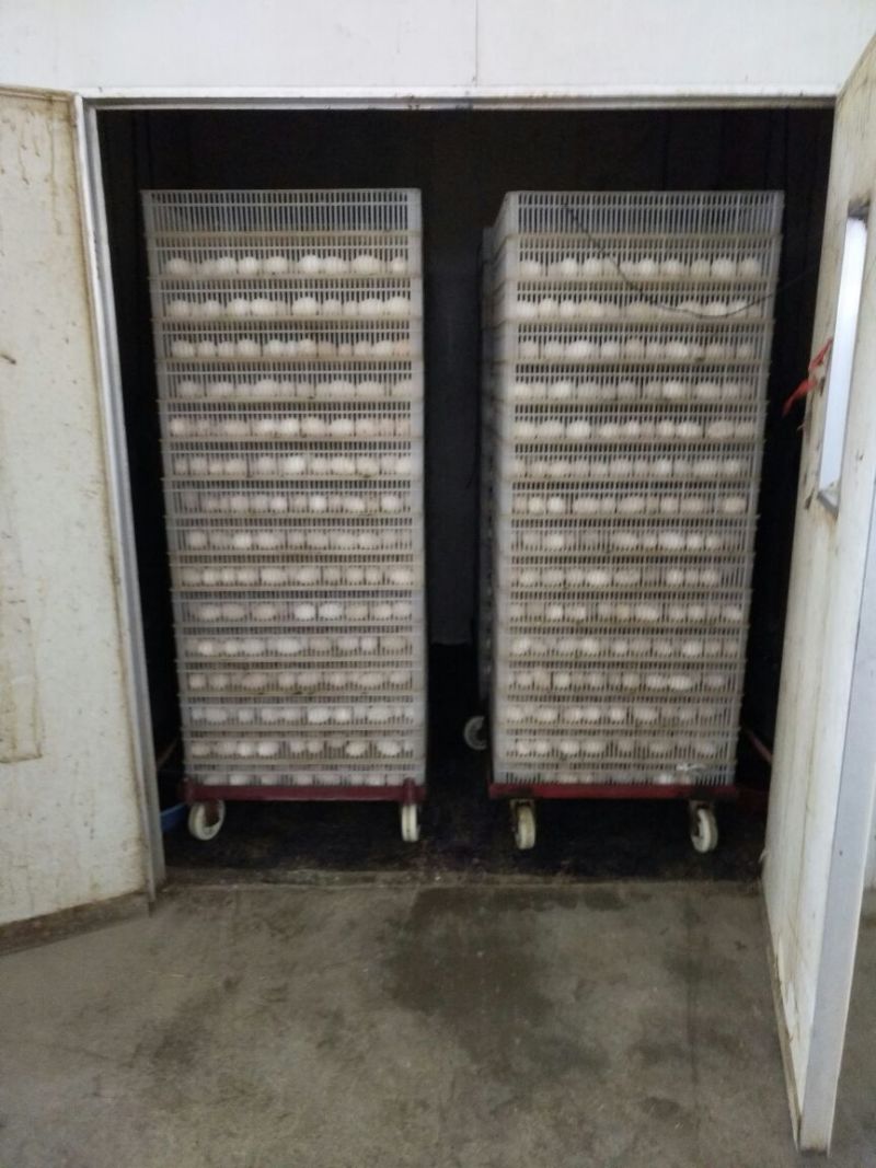 白鹅苗250g以下