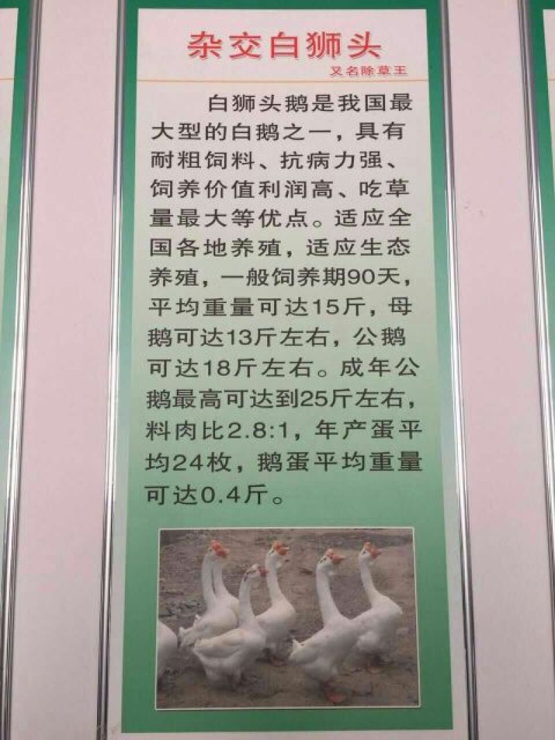 白鹅苗250g以下