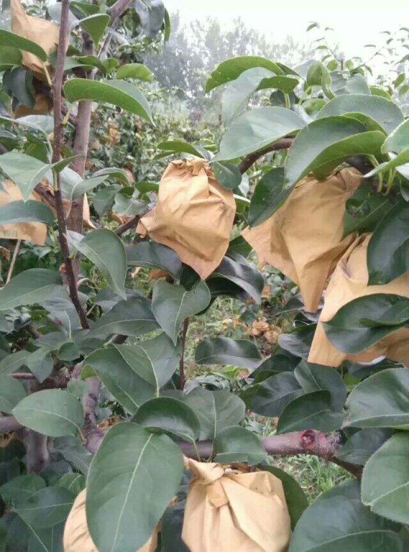 秋月梨，9月初上市.