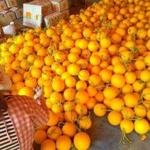 久红瑞甜瓜通货2斤以上河北省保定市博野县大量上市中