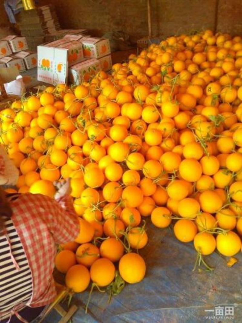 久红瑞甜瓜通货2斤以上河北省保定市博野县大量上市中