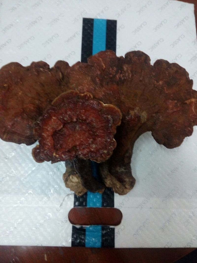 山色峪灵芝野生红统