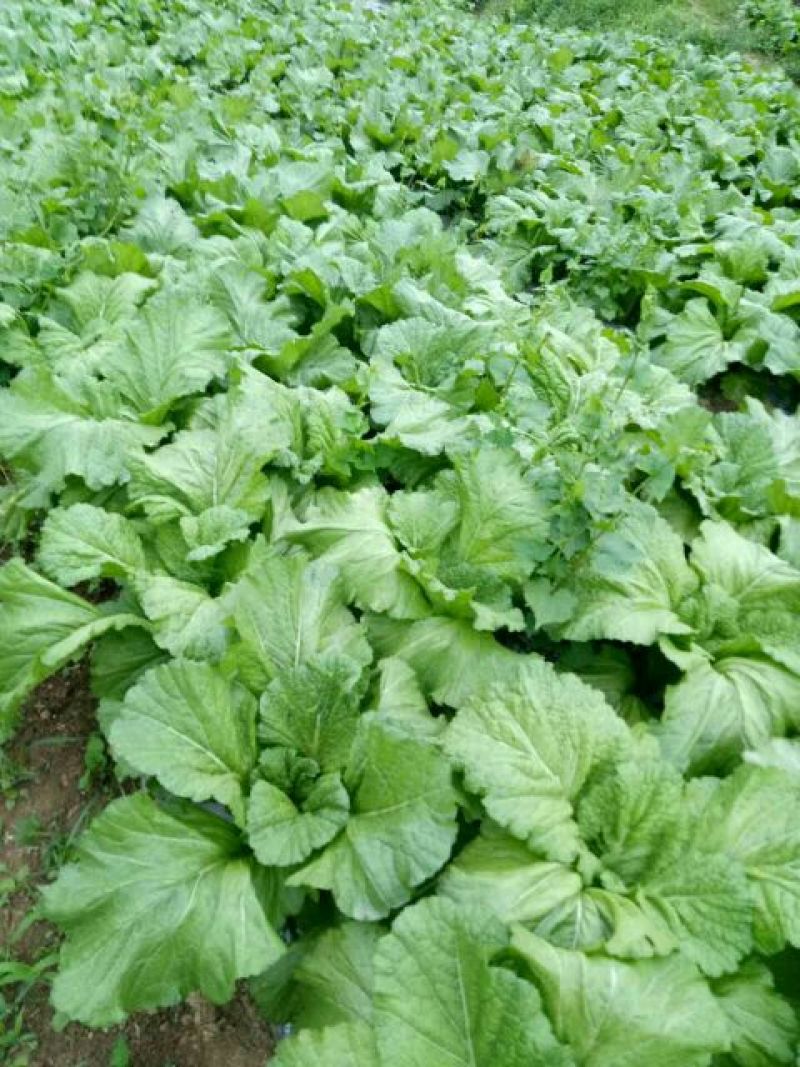 苦苣菜30厘米以上