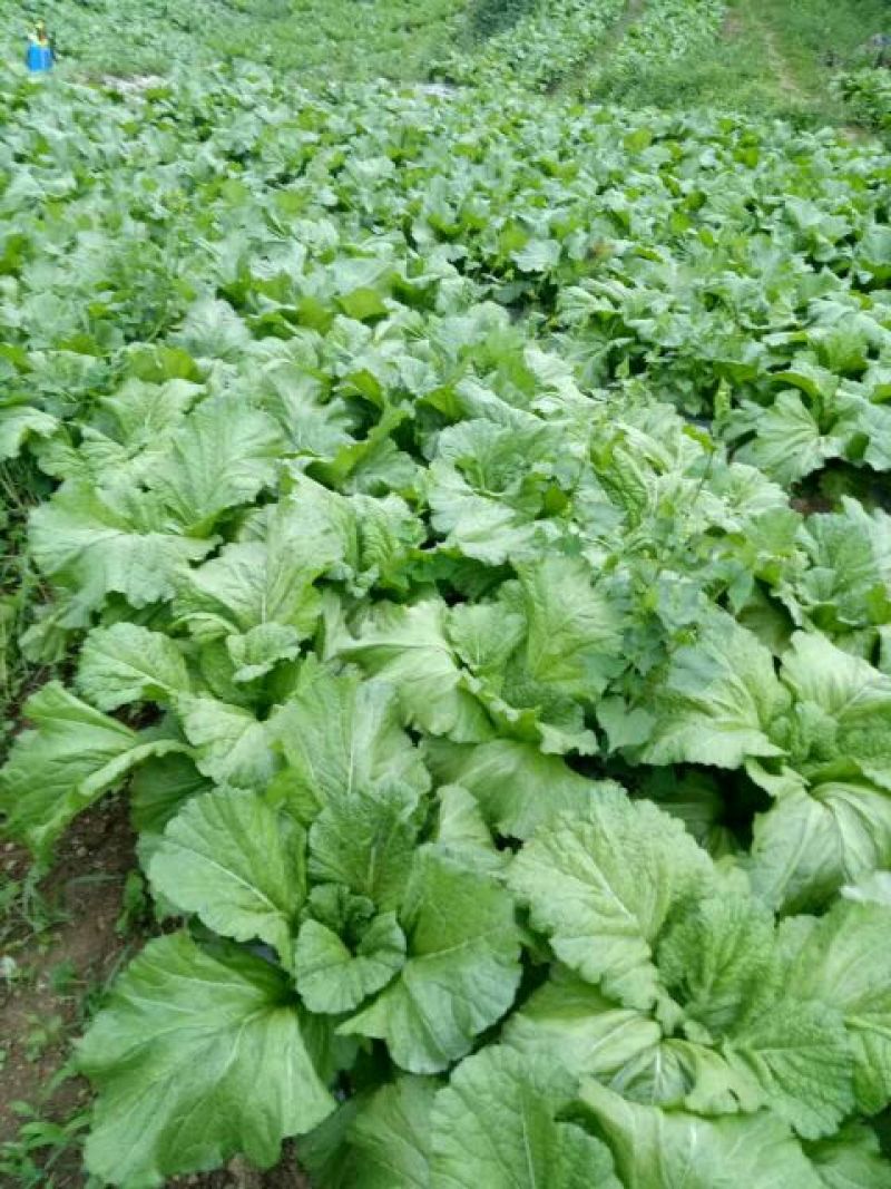 苦苣菜30厘米以上