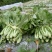 苦苣菜30厘米以上