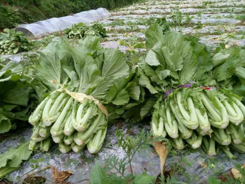 苦苣菜30厘米以上