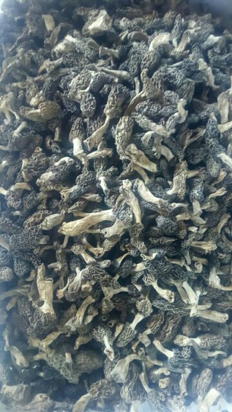 羊肚菌一级