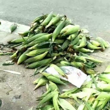 玉米纤维