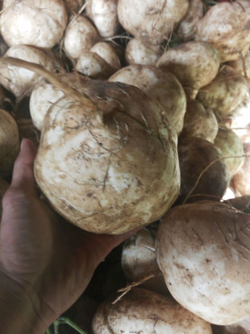 凉薯500~1000g