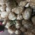 凉薯500~1000g