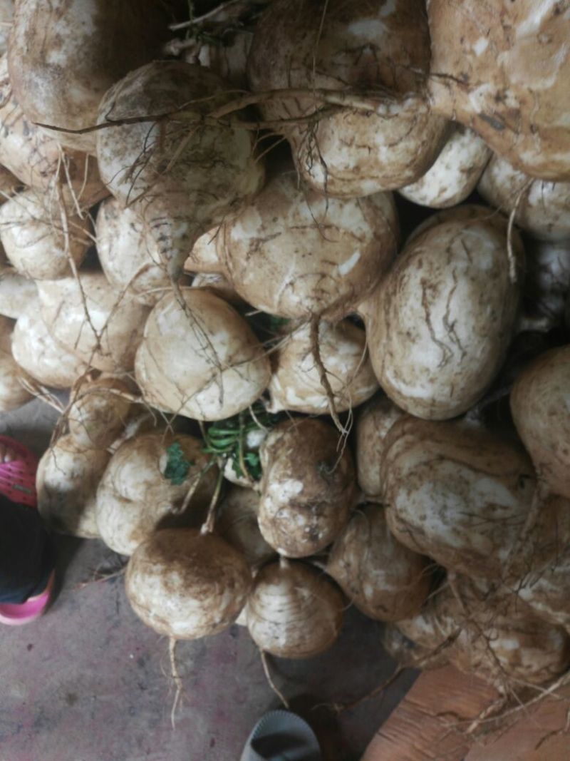 凉薯500~1000g