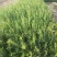 水腊50~80cm