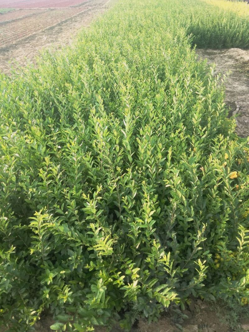 水腊50~80cm