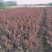 紫叶小檗51~80cm