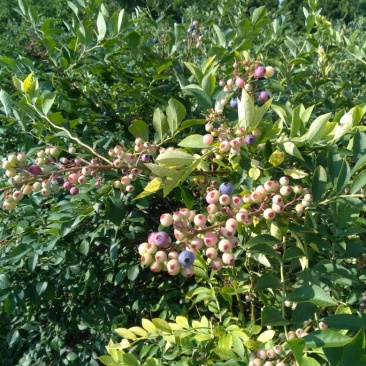 兔眼蓝莓6~8mm以上鲜果