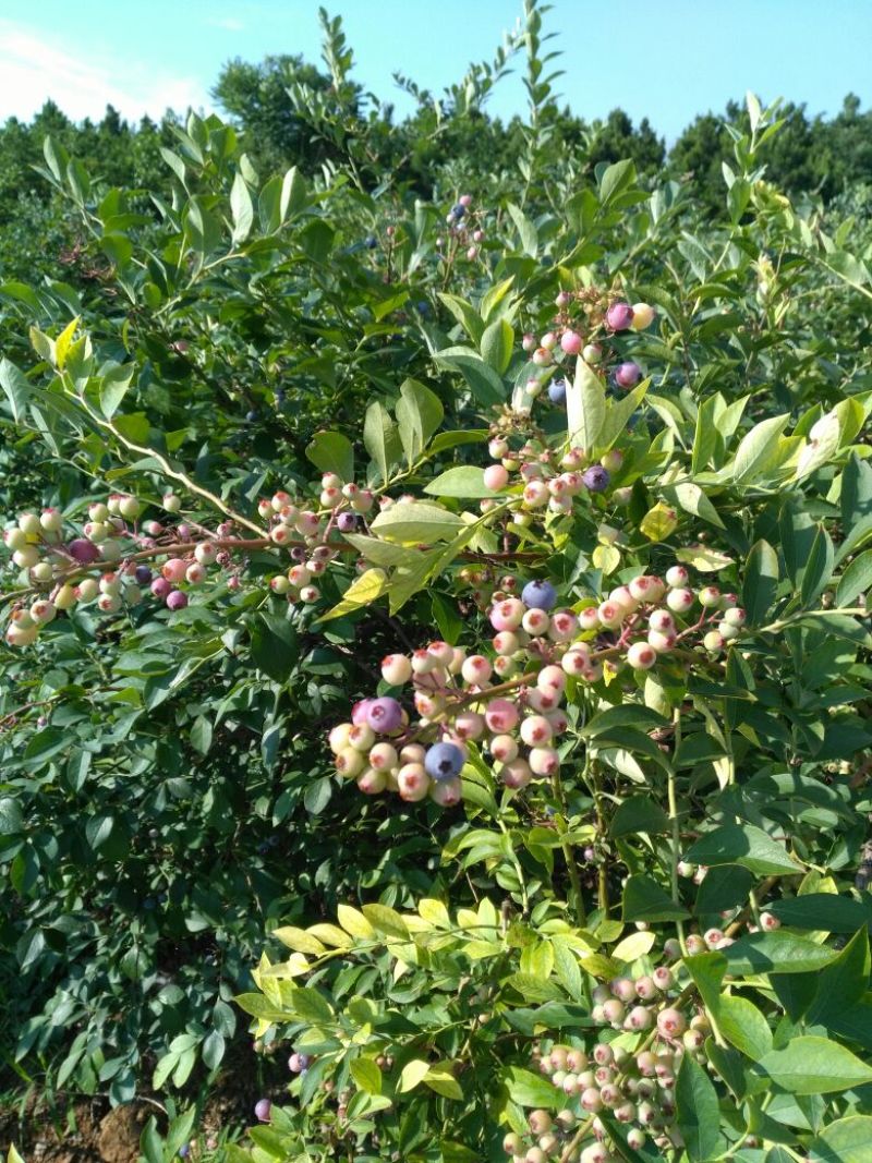 兔眼蓝莓6~8mm以上鲜果